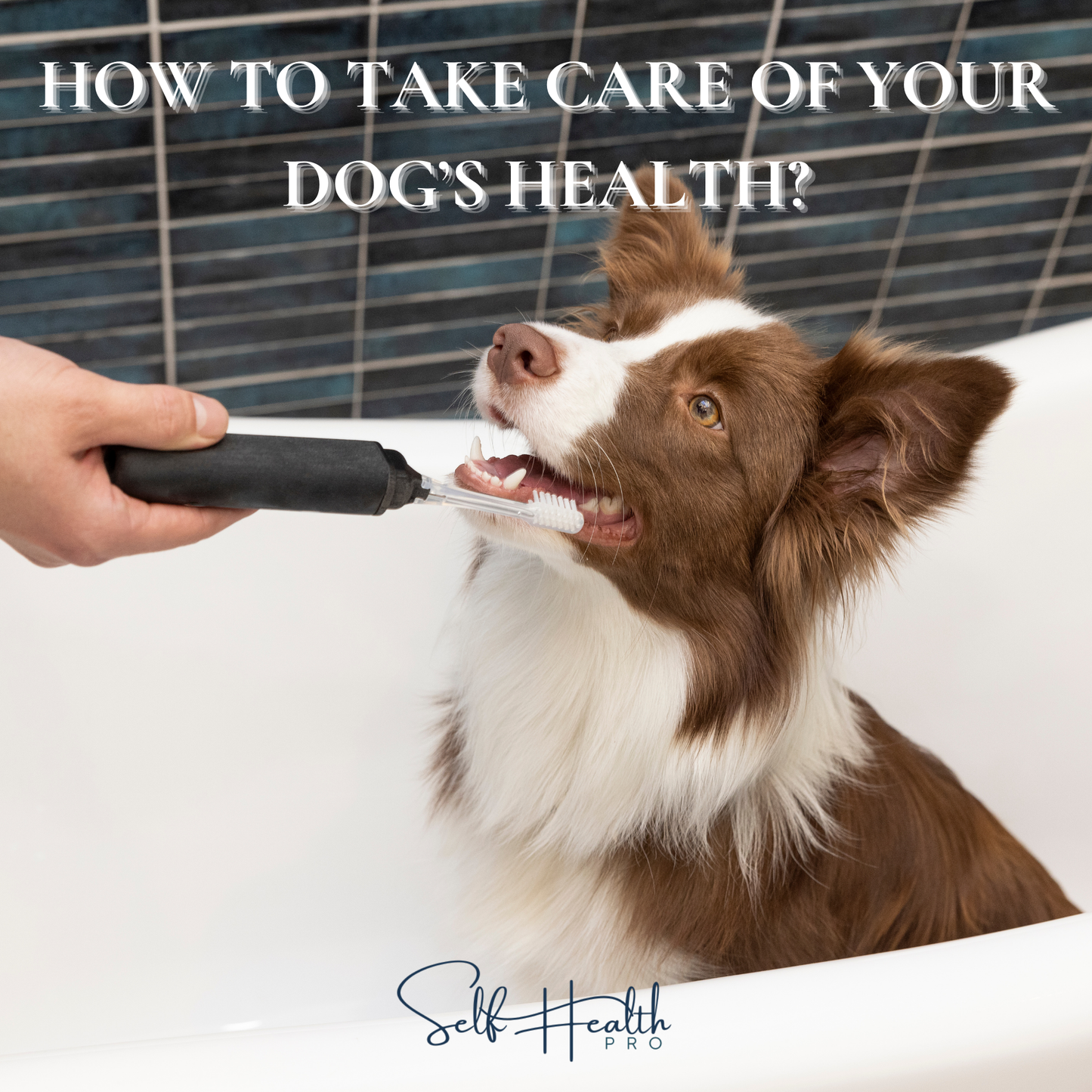 Dog Health Guide for Pet Owners | Simple Tips for a Healthy, Happy Dog | Puppy & Adult Dog Care Book