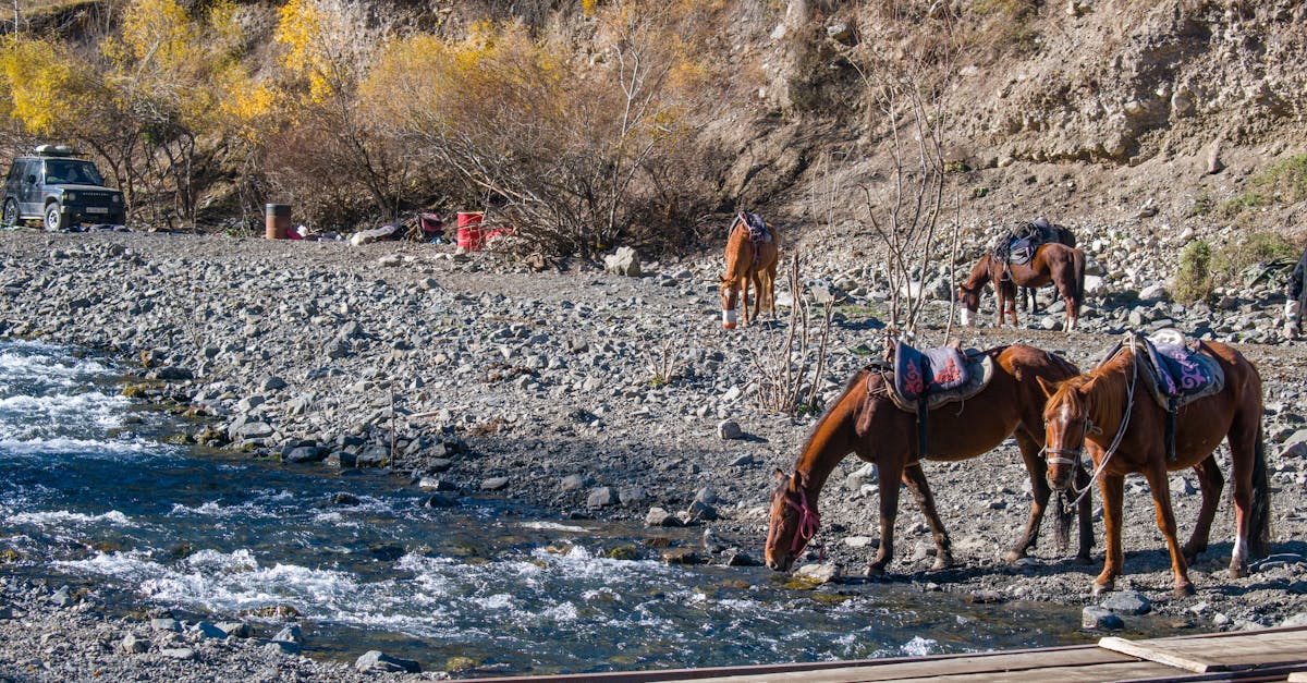 How Do I Find My Spirit Animal? A 5‑Step Shamanic Journey Guide