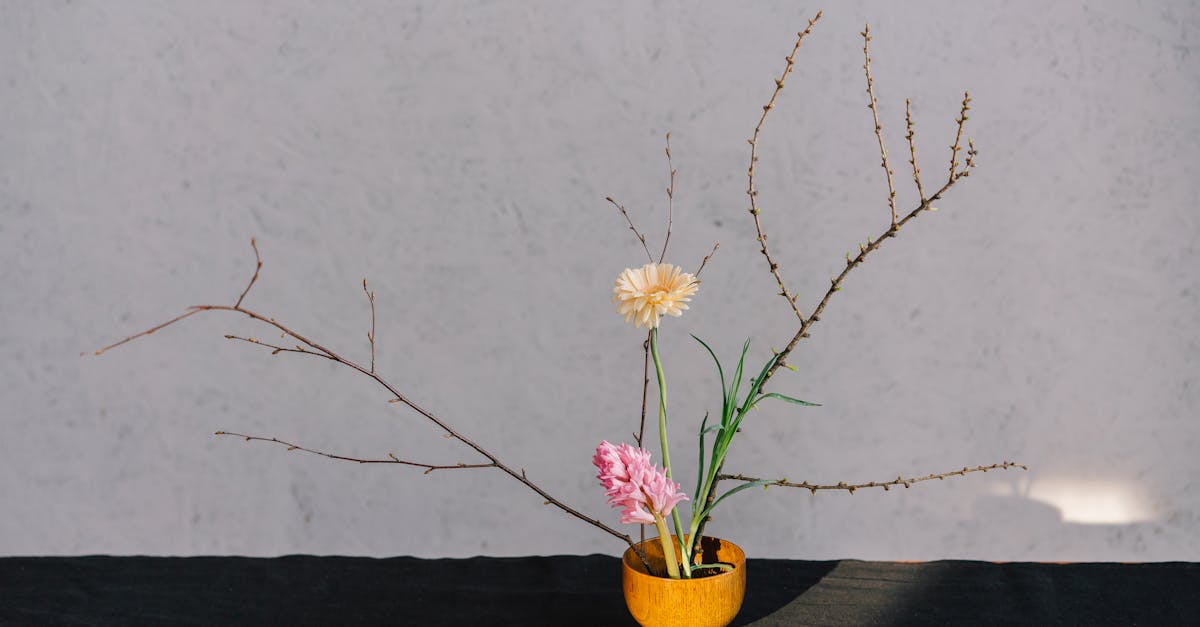 Why Your Plant Medicine Insights Fade: A Framework for Real Integration