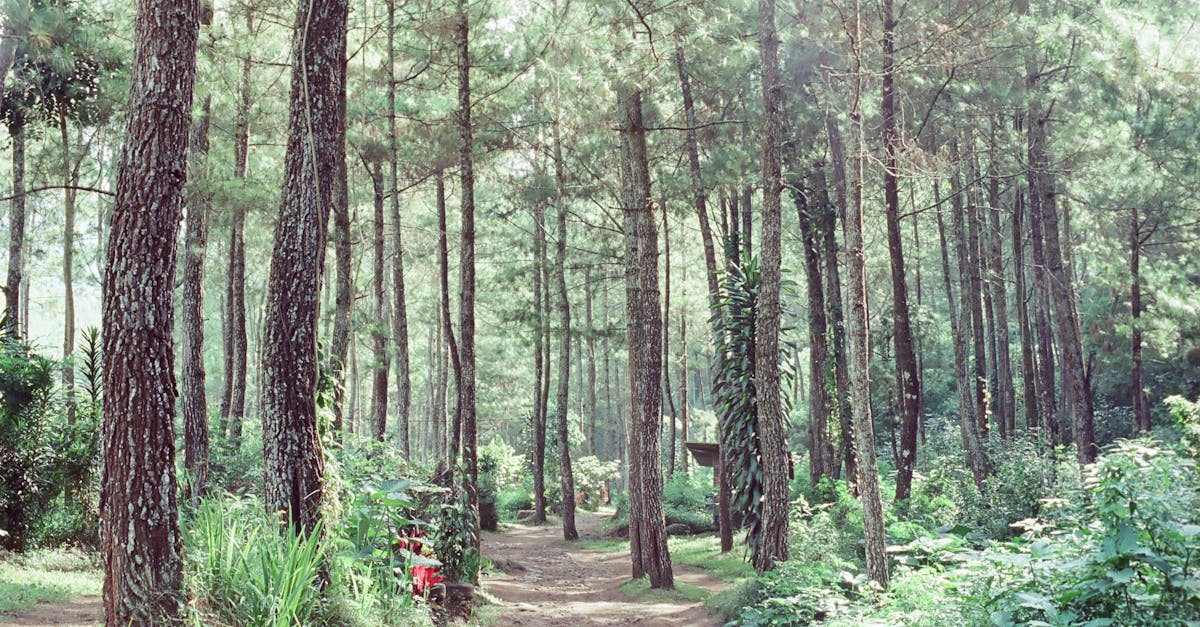 Forest Bathing for Anxiety: How Mindful Nature Immersion Lowers Cortisol