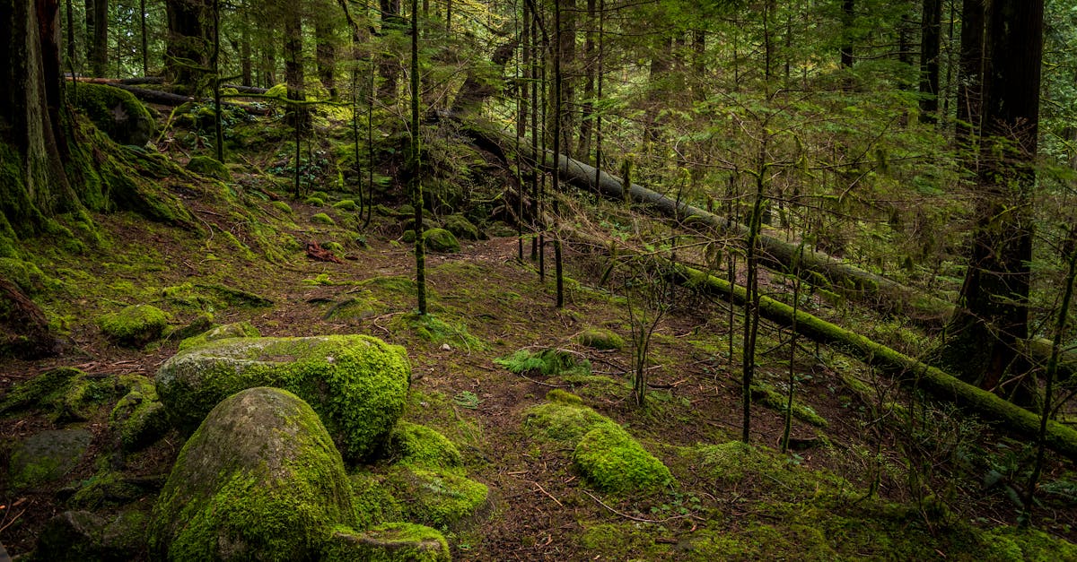 Forest Bathing to Slash Cortisol and Reclaim Mental Clarity